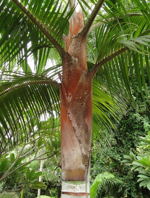 dypsis-leptocheilos_02.jpg